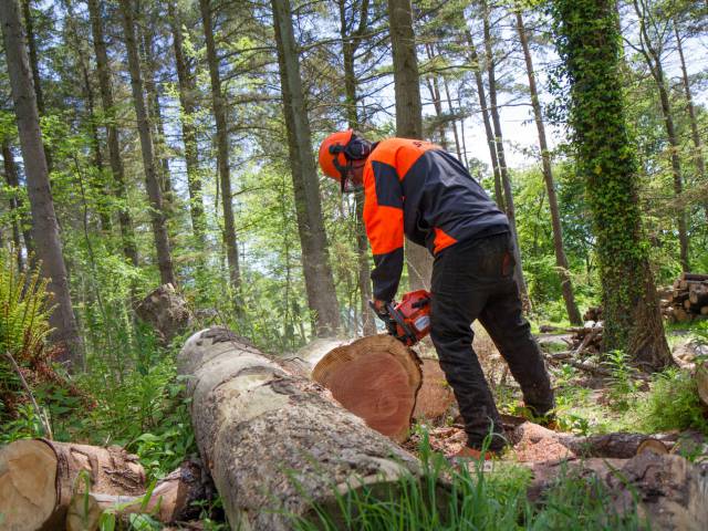 Myfyriwr yn torri coeden gyda chainsaw