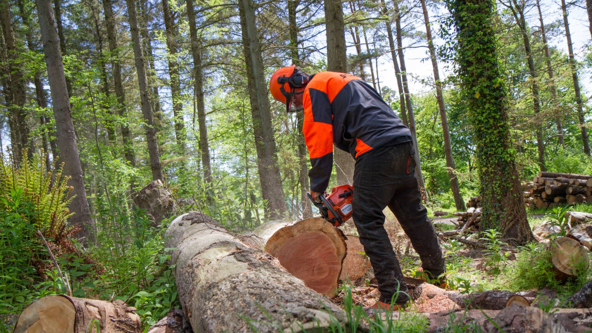 Myfyriwr yn torri coeden gyda chainsaw