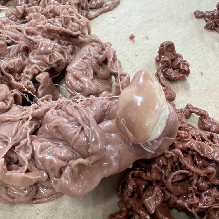 Mowldiau ar gyfer rhannau corff prosthetig a grëwyd gan Mabli Non Jones, cyn-fyfyriwr o Goleg Menai