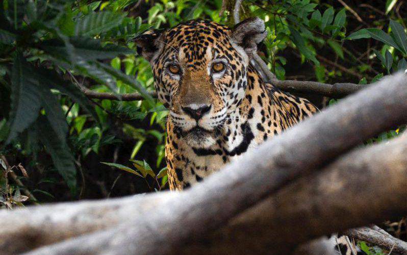 A jaguar encountered by Ash Dykes and his team in the Suriname jungle, photographed by Jacob Hudson