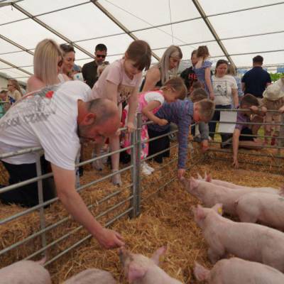 Visitors looking at the pigs in the Glynllifon marquee at the Caernarfon Food Festival