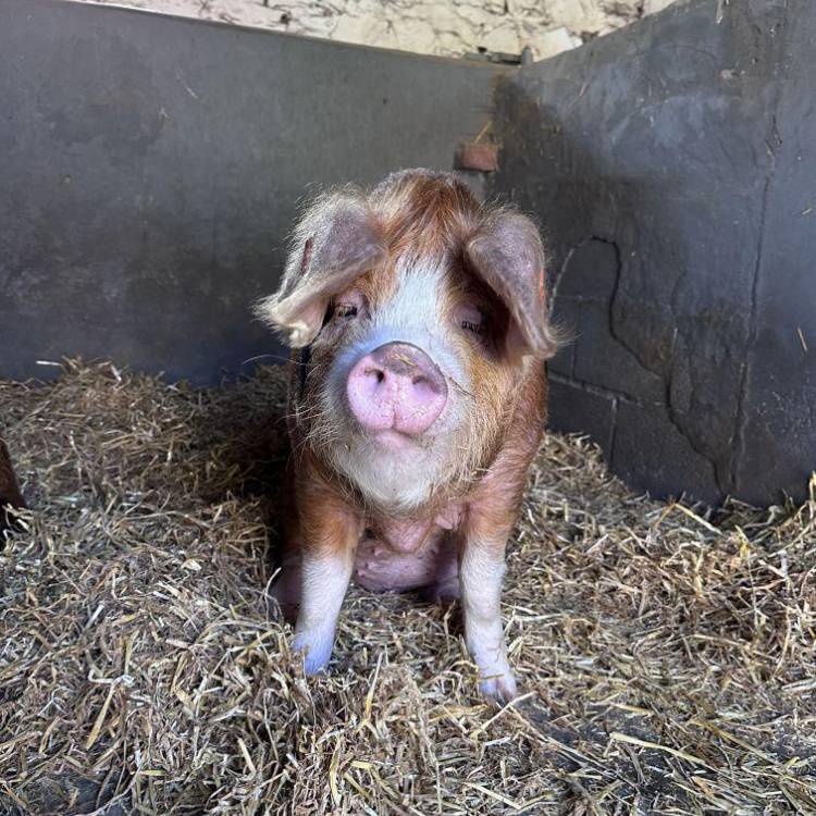 Sali, un o foch 'Oxford Sandy and Black' Coleg Glynllifon