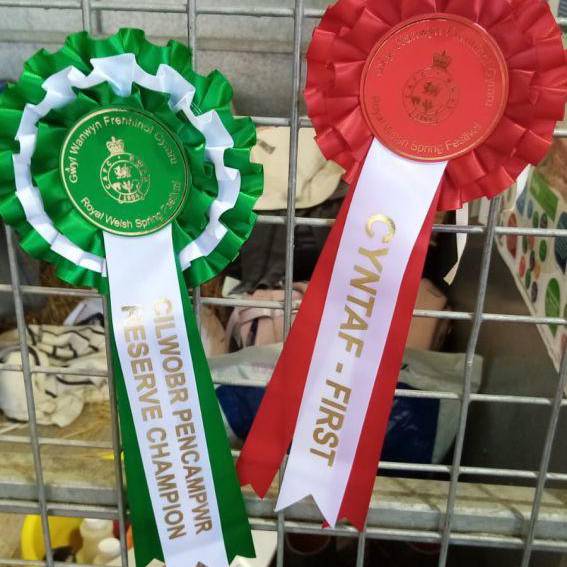 Rhosedau a enillwyd gan y mochyn o Goleg Glynllifon, Sali, yng Ngŵyl Wanwyn 2025