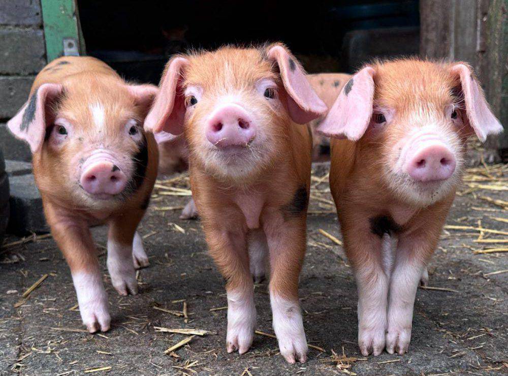 Moch bach 'Oxford Sandy and Black' yng Nglynllifon